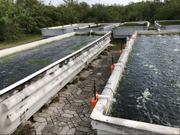 Outdoor aquaculture tanks with macroalgae growing in the water